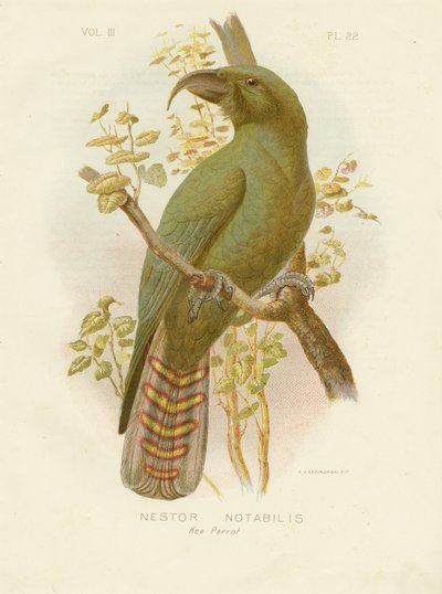 Kea by Gracius Broinowski